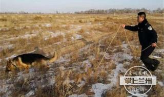 祁连山突降大雪 祁连山突降大雪
